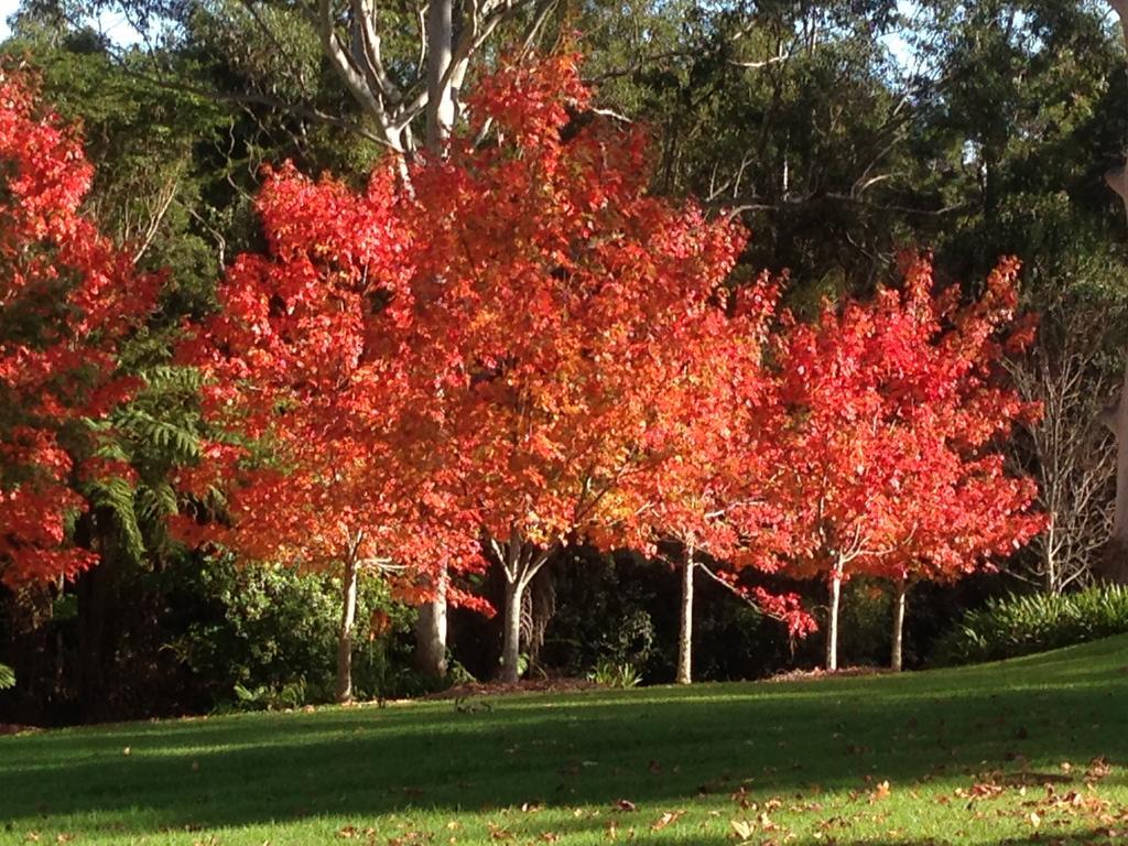 North TamborineGlenloch Gatehouse别墅 外观 照片